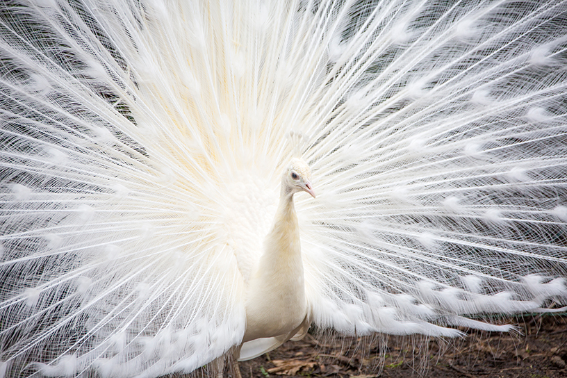 Een witte pauw met witte veren